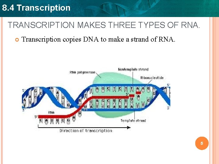 8. 4 Transcription TRANSCRIPTION MAKES THREE TYPES OF RNA. Transcription copies DNA to make