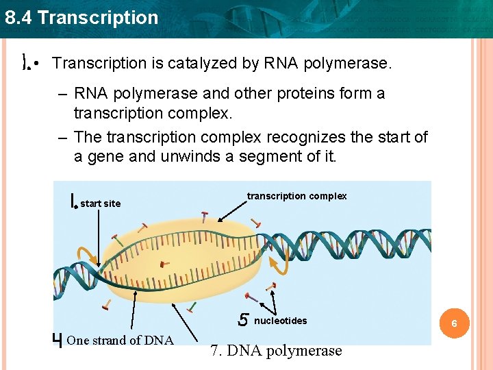 8. 4 Transcription • Transcription is catalyzed by RNA polymerase. – RNA polymerase and
