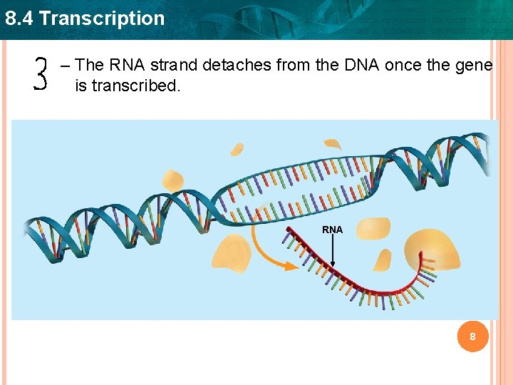 8. 4 Transcription – The RNA strand detaches from the DNA once the gene