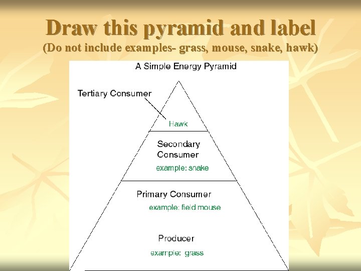 Draw this pyramid and label (Do not include examples- grass, mouse, snake, hawk) 