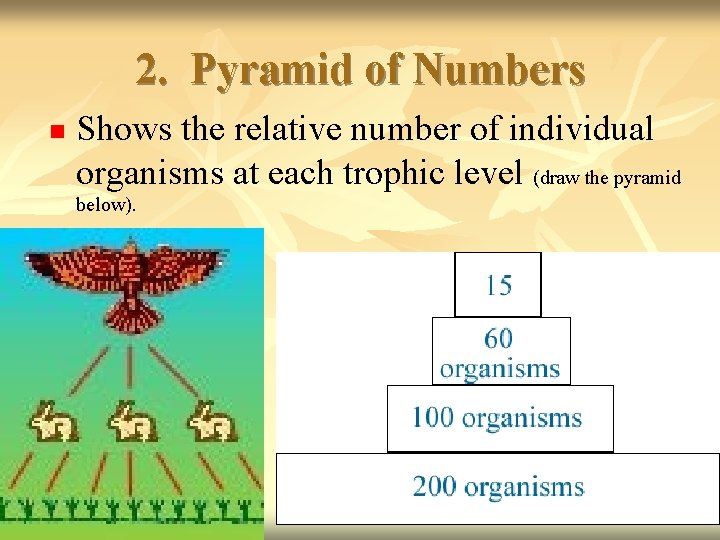 2. Pyramid of Numbers n Shows the relative number of individual organisms at each