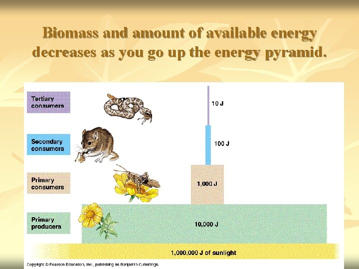 Biomass and amount of available energy decreases as you go up the energy pyramid.