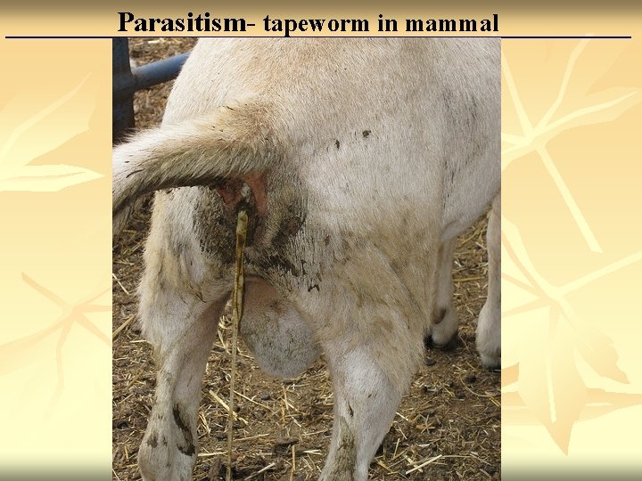 Parasitism- tapeworm in mammal 