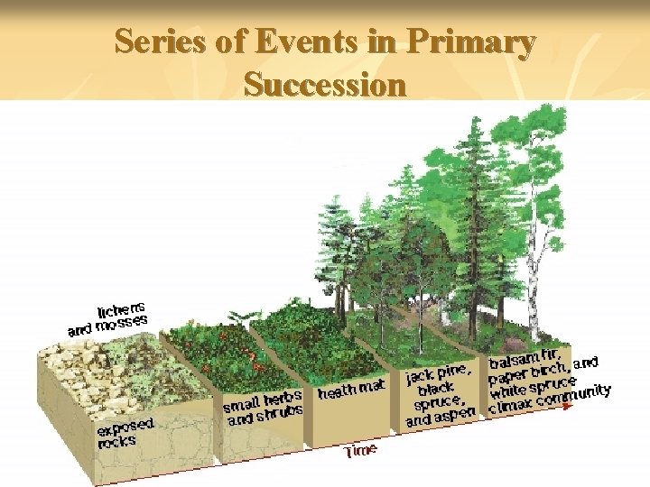 Series of Events in Primary Succession 