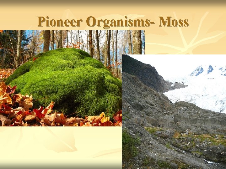 Pioneer Organisms- Moss 