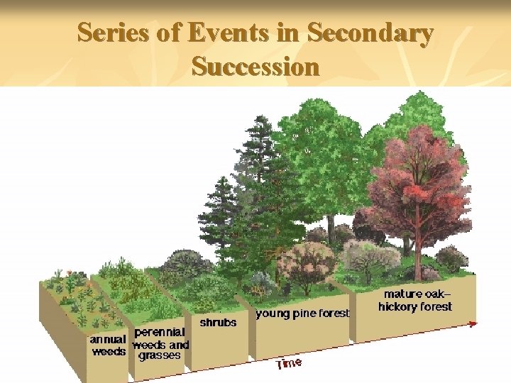 Series of Events in Secondary Succession 