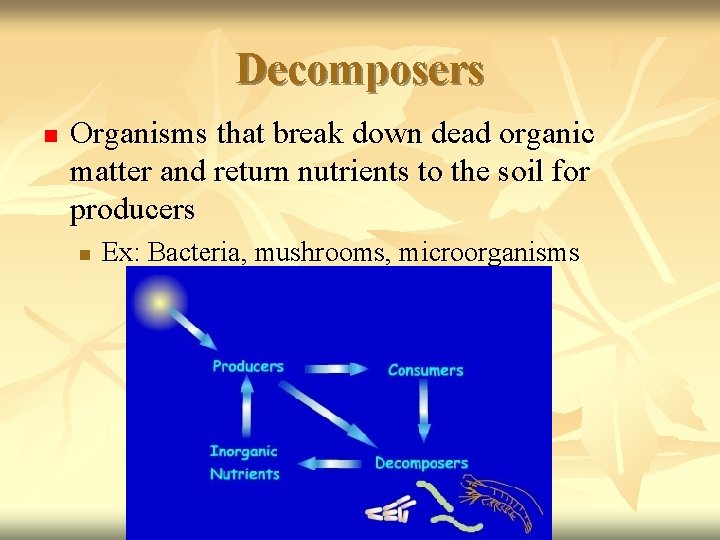 Decomposers n Organisms that break down dead organic matter and return nutrients to the