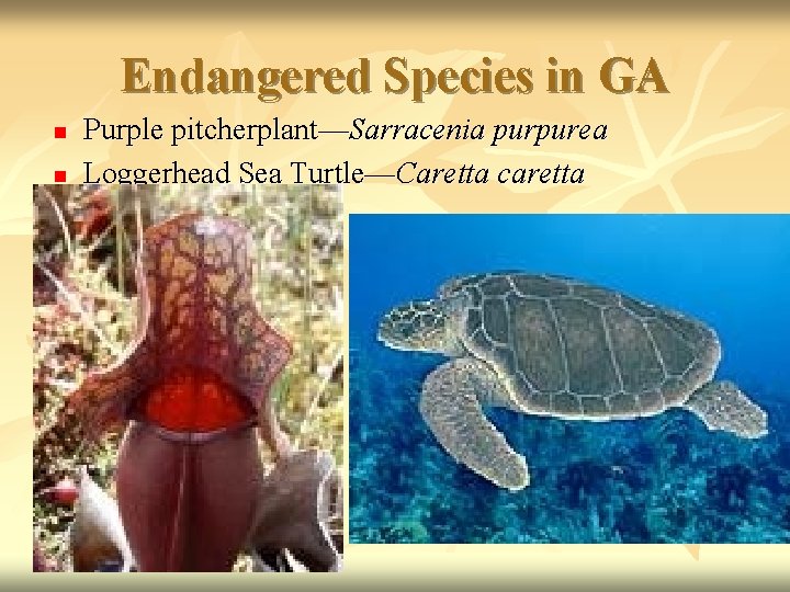 Endangered Species in GA n n Purple pitcherplant—Sarracenia purpurea Loggerhead Sea Turtle—Caretta caretta 