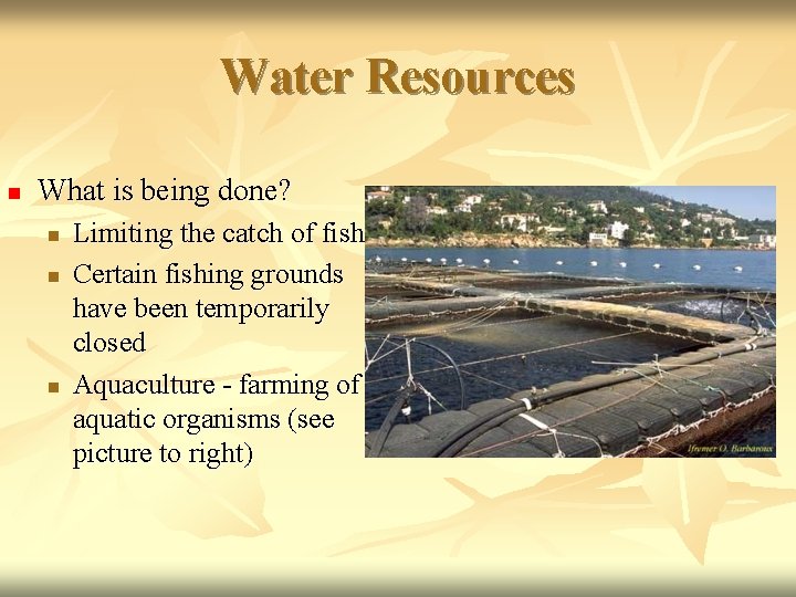 Water Resources n What is being done? n n n Limiting the catch of