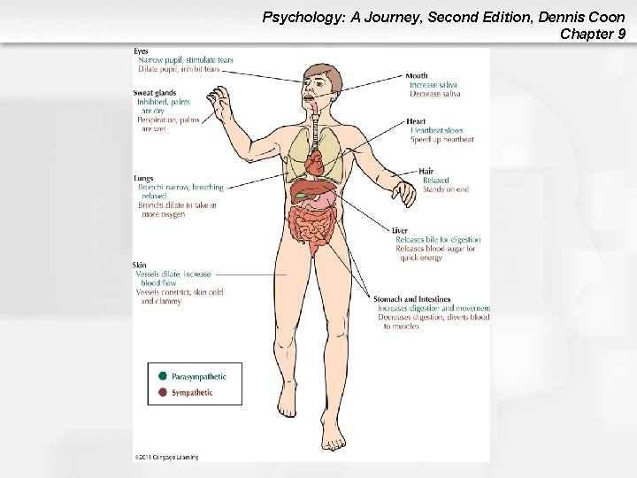 Psychology: A Journey, Second Edition, Dennis Coon Chapter 9 Psychology: A Journey, Second Edition, Dennis Coon Chapter 9