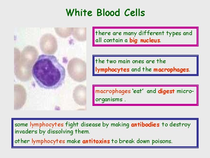 White Blood Cells there are many different types and all contain a big nucleus. White Blood Cells there are many different types and all contain a big nucleus.