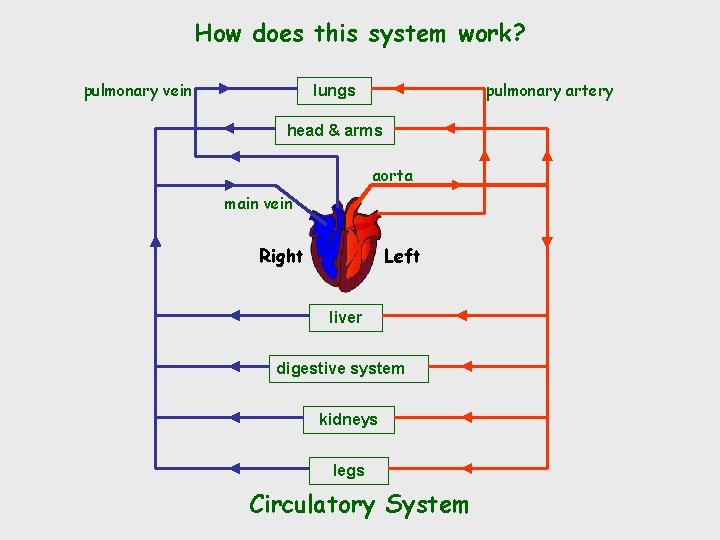 How does this system work? pulmonary vein pulmonary artery lungs head & arms aorta
