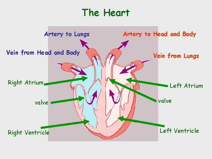 The Heart Artery to Lungs Vein from Head and Body Right Atrium valve Right