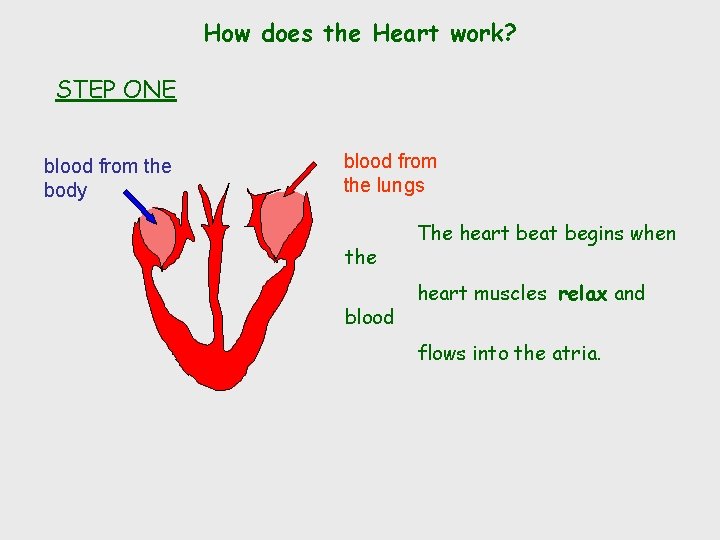 How does the Heart work? STEP ONE blood from the body blood from the