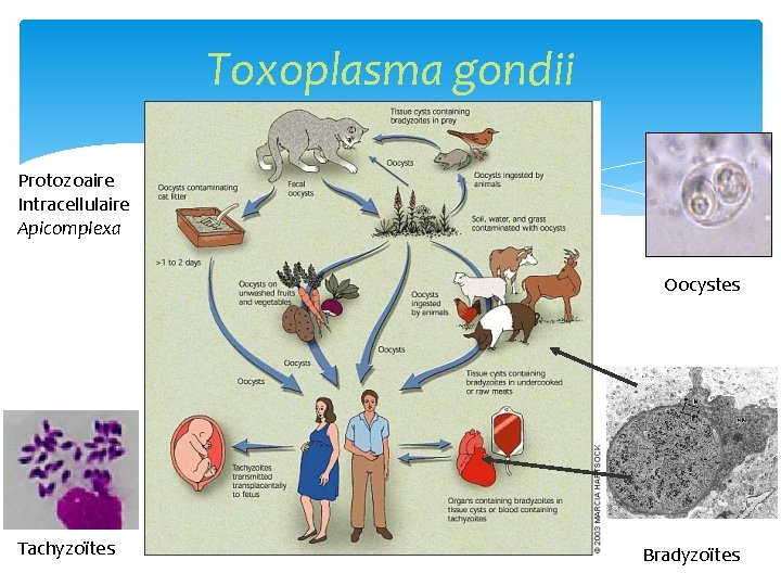 Toxoplasma gondii Protozoaire Intracellulaire Apicomplexa Oocystes Tachyzoïtes Bradyzoïtes 