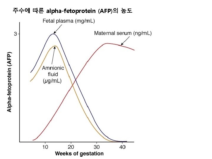 주수에 따른 alpha-fetoprotein (AFP)의 농도 