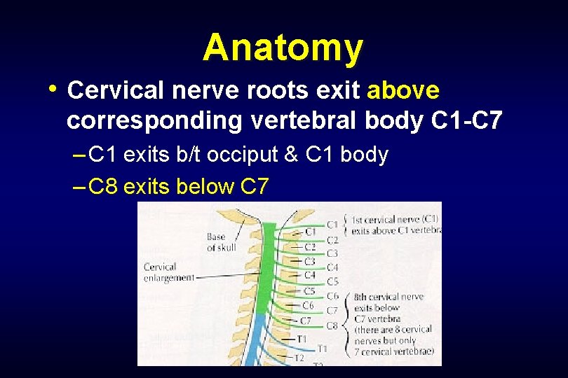 Anatomy • Cervical nerve roots exit above corresponding vertebral body C 1 -C 7