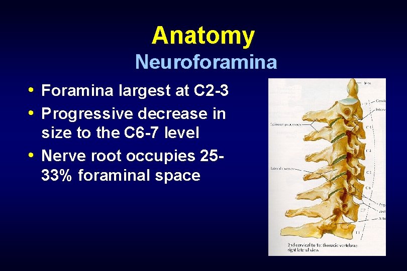 Anatomy Neuroforamina • Foramina largest at C 2 -3 • Progressive decrease in size