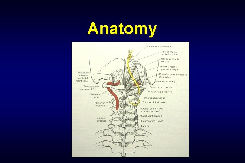 Anatomy 