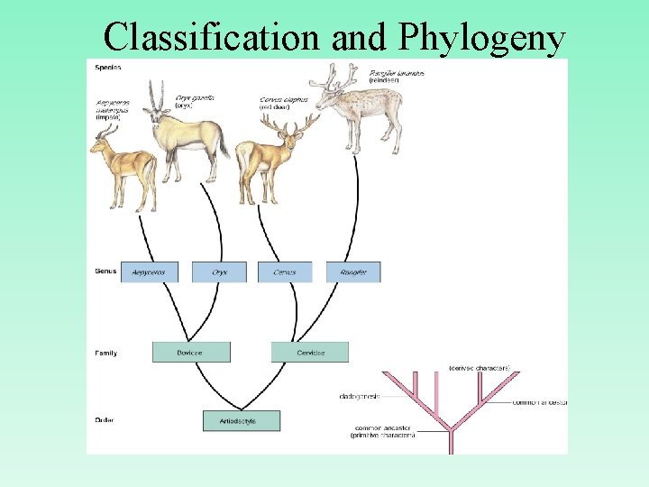 Classification and Phylogeny 