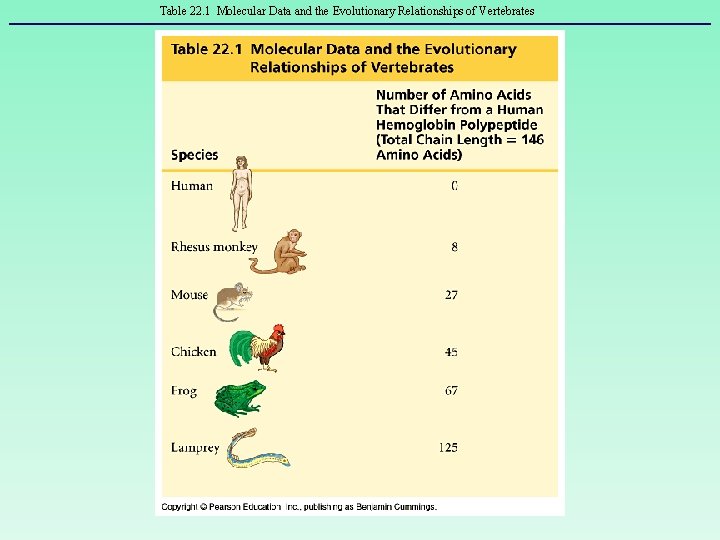 Table 22. 1 Molecular Data and the Evolutionary Relationships of Vertebrates Mader: Biology 8