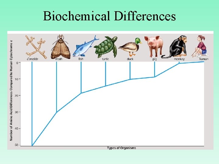 Biochemical Differences 