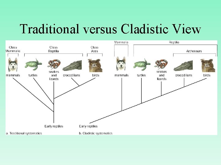 Traditional versus Cladistic View 