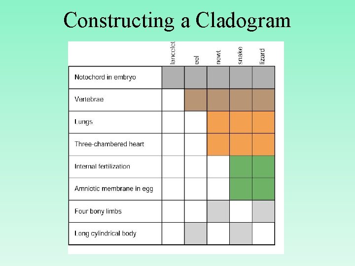 Constructing a Cladogram 