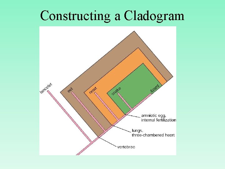Constructing a Cladogram 