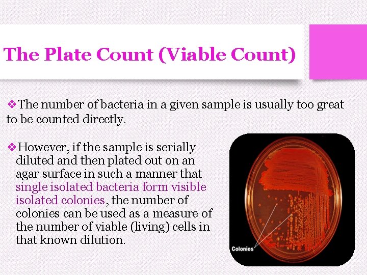 The Plate Count (Viable Count) v. The number of bacteria in a given sample The Plate Count (Viable Count) v. The number of bacteria in a given sample