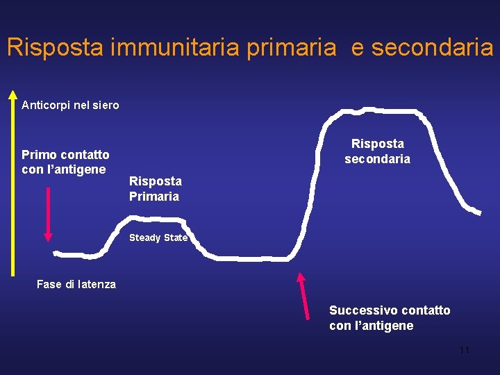 Risposta immunitaria primaria e secondaria Anticorpi nel siero Primo contatto con l’antigene Risposta secondaria