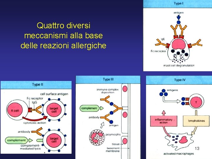 Quattro diversi meccanismi alla base delle reazioni allergiche 13 Quattro diversi meccanismi alla base delle reazioni allergiche 13