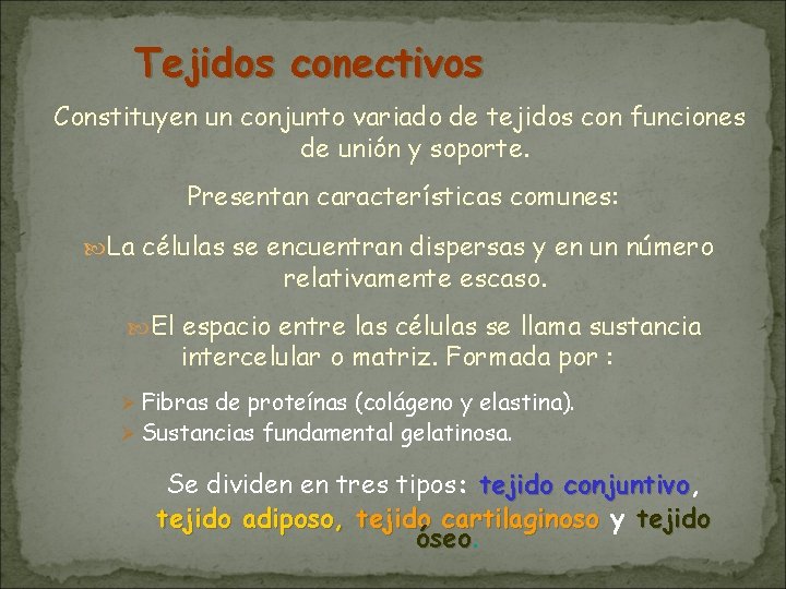 Tejidos conectivos Constituyen un conjunto variado de tejidos con funciones de unión y soporte.