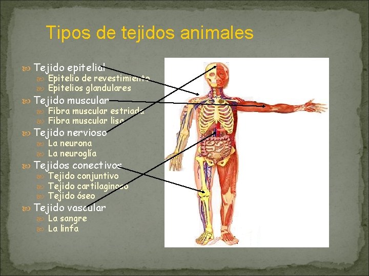 Tipos de tejidos animales Tejido epitelial Epitelio de revestimiento Epitelios glandulares Tejido muscular Fibra