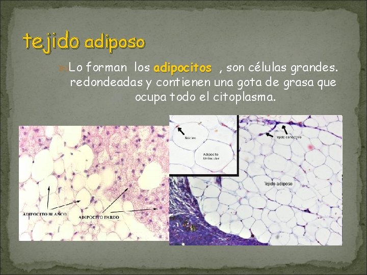 tejido adiposo Lo forman los adipocitos , son células grandes. redondeadas y contienen una