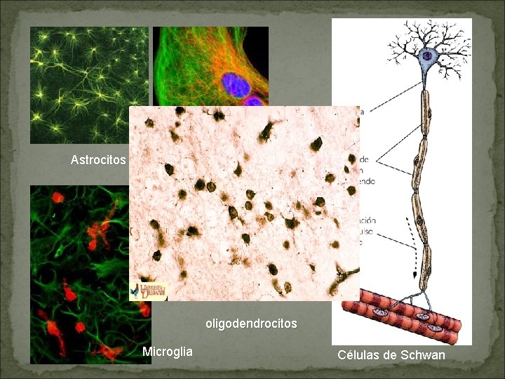 Astrocitos oligodendrocitos Microglia Células de Schwan 