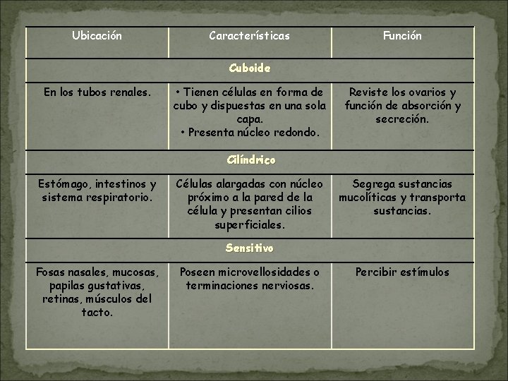 Ubicación Características Función Cuboide En los tubos renales. • Tienen células en forma de