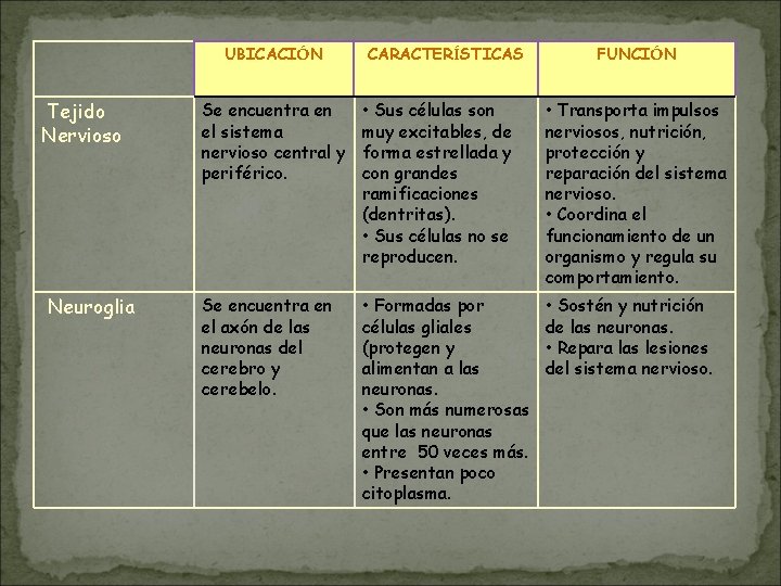 UBICACIÓN Tejido Nervioso Neuroglia CARACTERÍSTICAS FUNCIÓN Se encuentra en el sistema nervioso central y