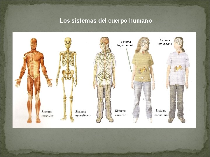 Los sistemas del cuerpo humano Sistema tegumentario Sistema inmunitario 