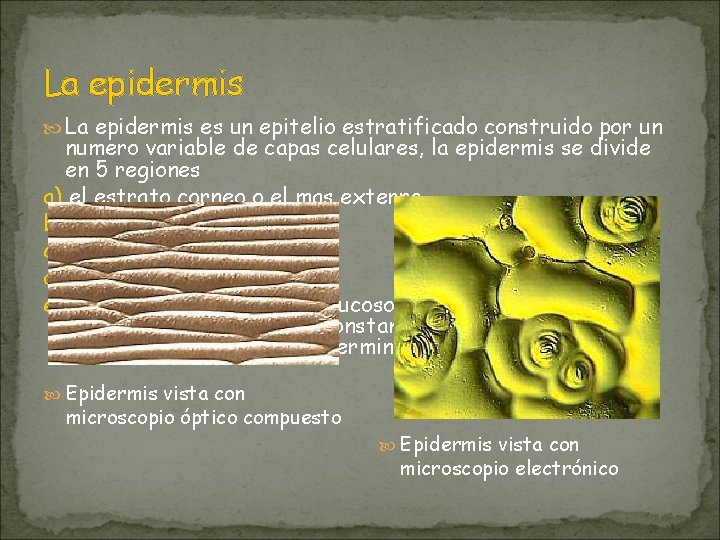 La epidermis es un epitelio estratificado construido por un numero variable de capas celulares,