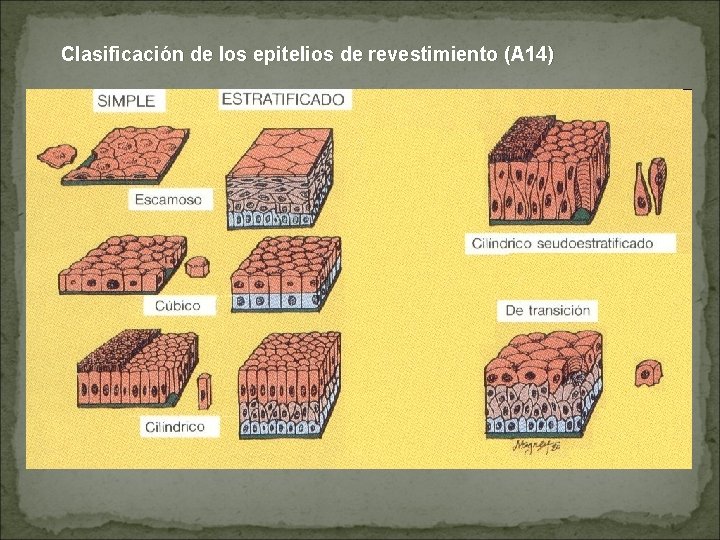 Clasificación de los epitelios de revestimiento (A 14) 