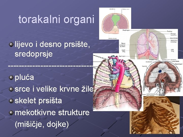 torakalni organi lijevo i desno prsište, sredoprsje ---------------------pluća srce i velike krvne žile skelet
