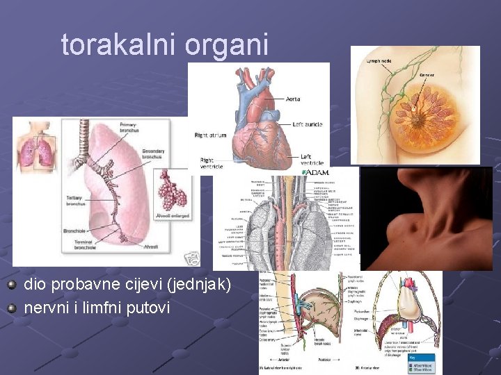 torakalni organi dio probavne cijevi (jednjak) nervni i limfni putovi 