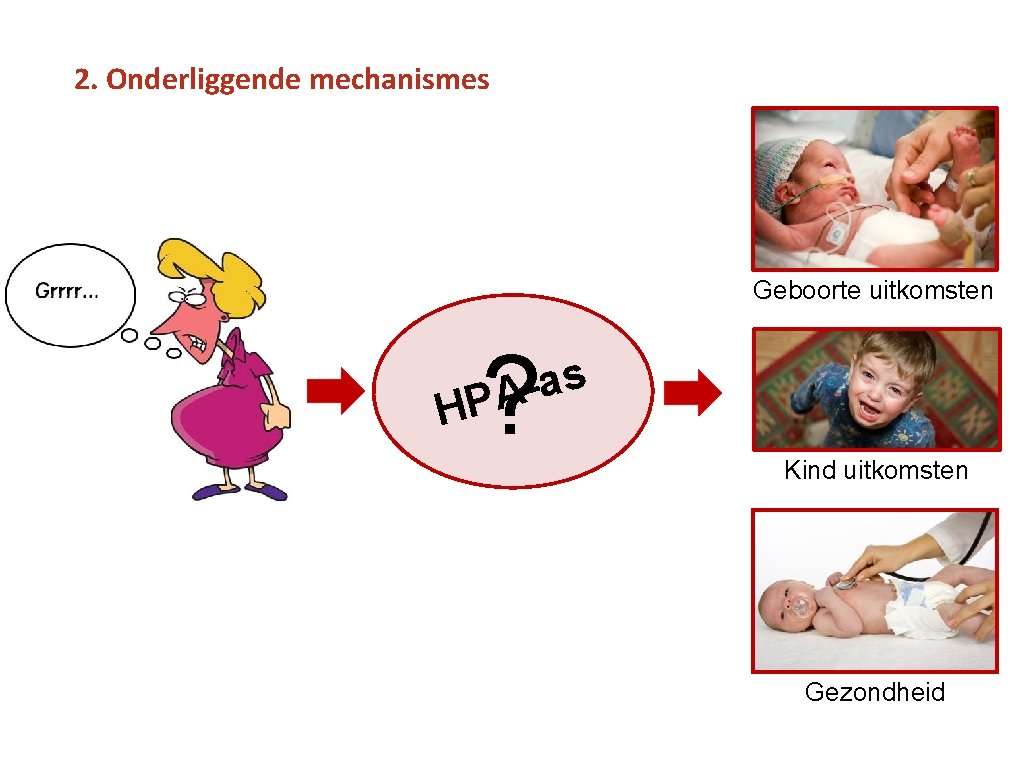 2. Onderliggende mechanismes Geboorte uitkomsten H ? s a PA Kind uitkomsten Gezondheid 