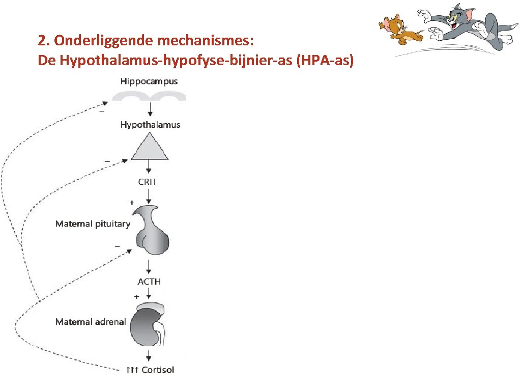 2. Onderliggende mechanismes: De Hypothalamus-hypofyse-bijnier-as (HPA-as) 