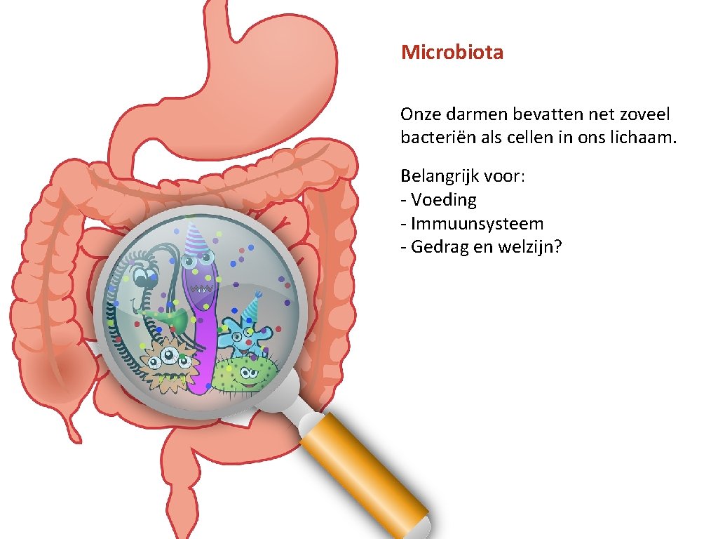 Microbiota Onze darmen bevatten net zoveel bacteriën als cellen in ons lichaam. Belangrijk voor: