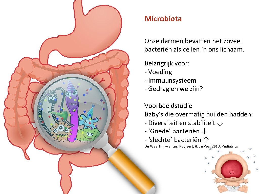 Microbiota Onze darmen bevatten net zoveel bacteriën als cellen in ons lichaam. Belangrijk voor: