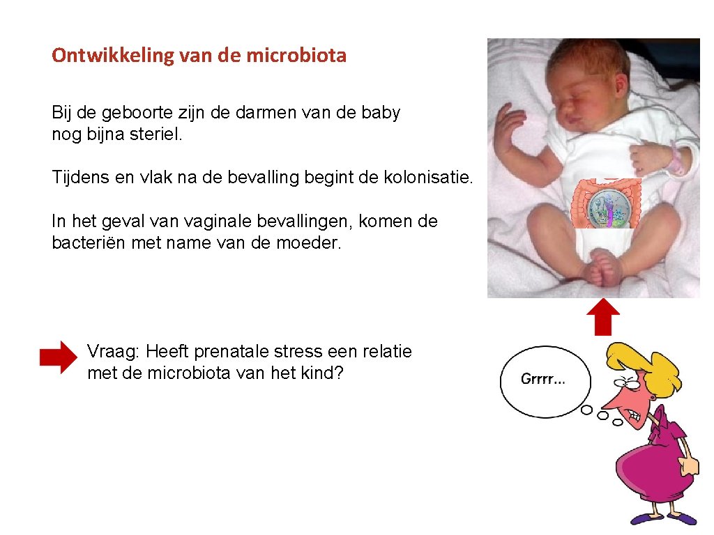 Ontwikkeling van de microbiota Bij de geboorte zijn de darmen van de baby nog