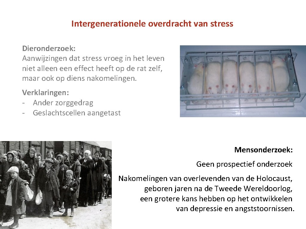 Intergenerationele overdracht van stress Dieronderzoek: Aanwijzingen dat stress vroeg in het leven niet alleen