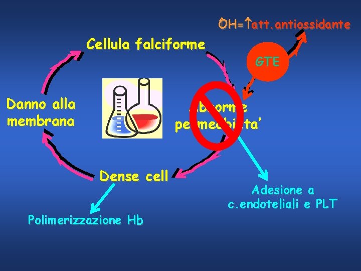 OH= att. antiossidante Cellula falciforme Danno alla membrana GTE Abnorme permeabilita’ Dense cell Polimerizzazione